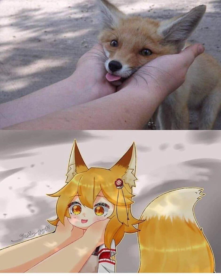 Лиса Жемчужная крестовка