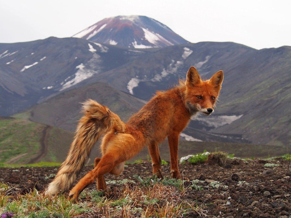 Чернобурая и белая лиса