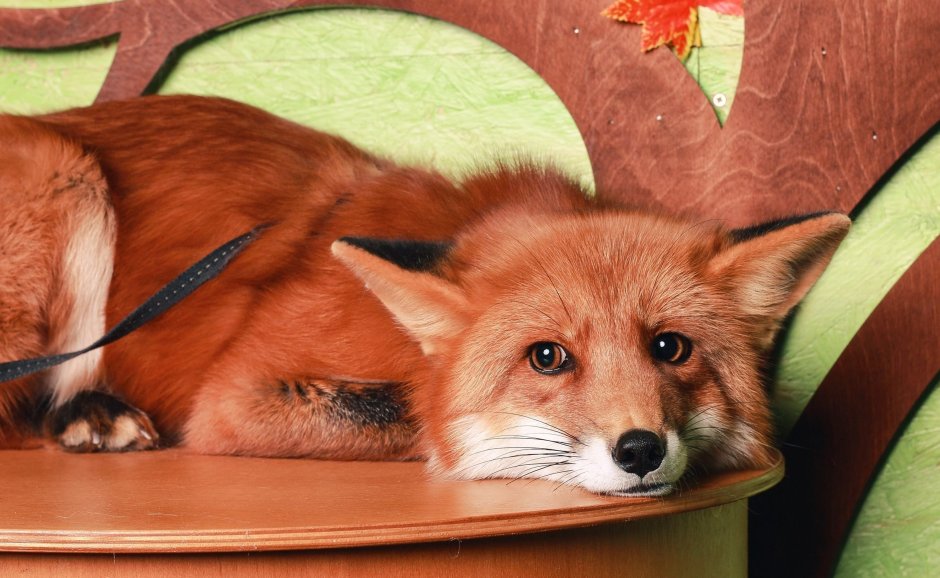 Полярная лисица плавать любит?