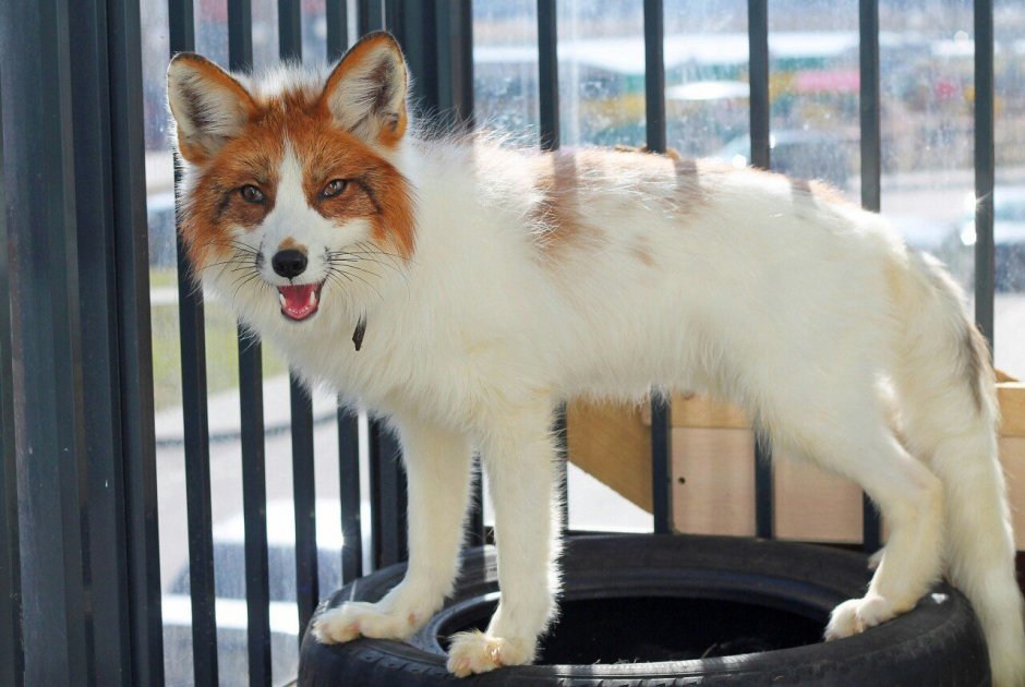 Мраморная крестовка лиса