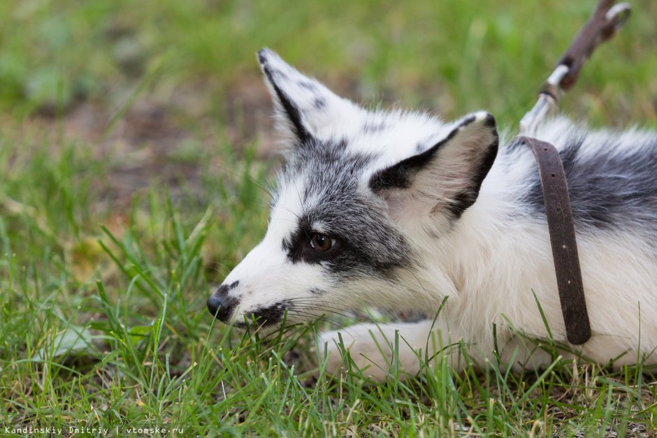 Снежная Грузинская лисица