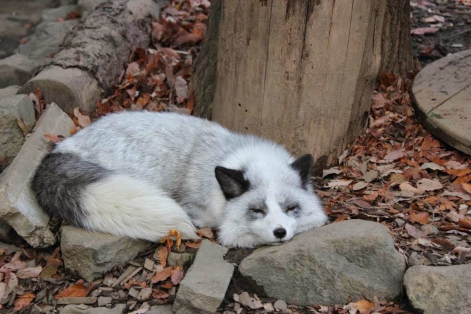 Мраморная лиса (Marble Fox)
