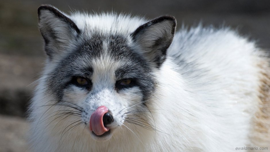 Арктическая мраморная лисица