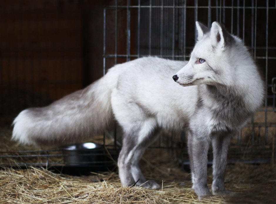 Грузинская лисица