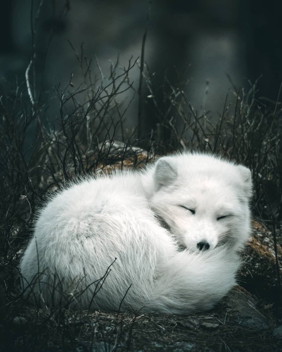 Мраморная лиса (Marble Fox)