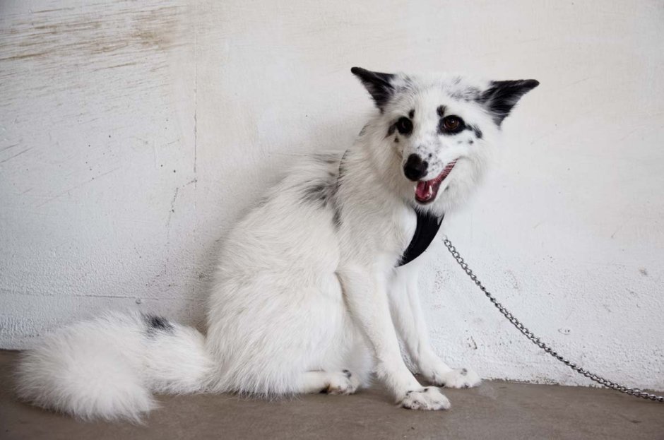 Канадская лиса грей Фокс