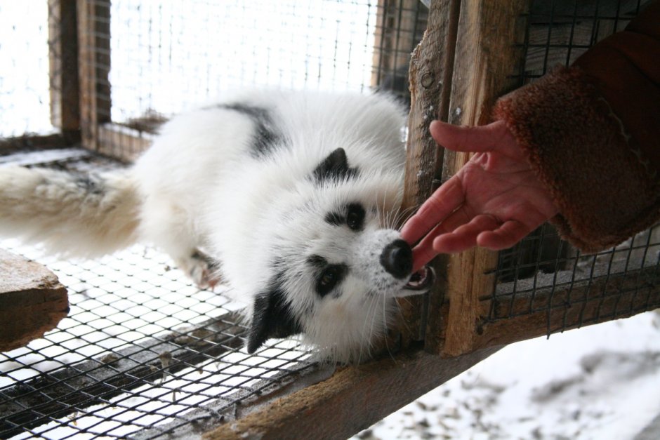 Лиса на аву