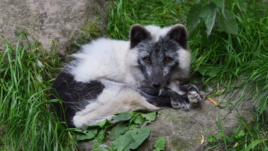 Канадская лиса