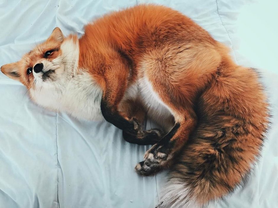 Канадская мраморная ли́са