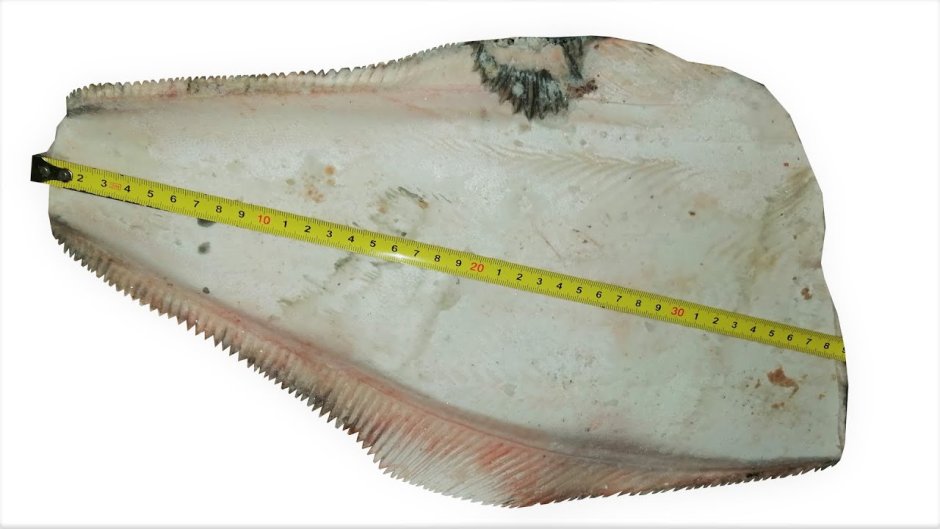 Палтус белокорый Hippoglossus stenolepis