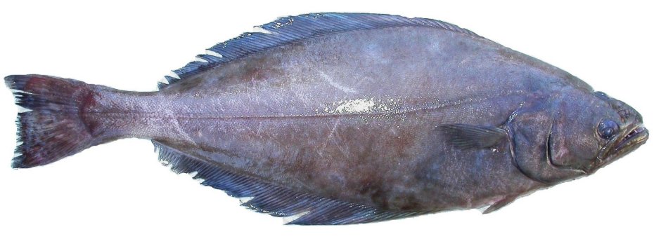 Палтус белокорый Hippoglossus stenolepis