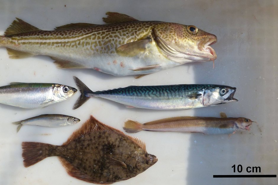 Hippoglossus Hippoglossus (палтус белокорый)
