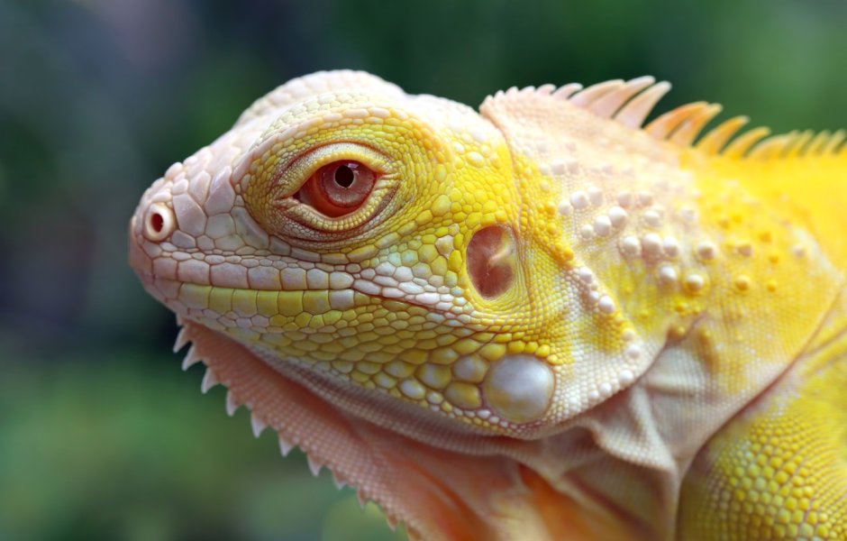 Игуана обыкновенная ( Iguana Iguana)