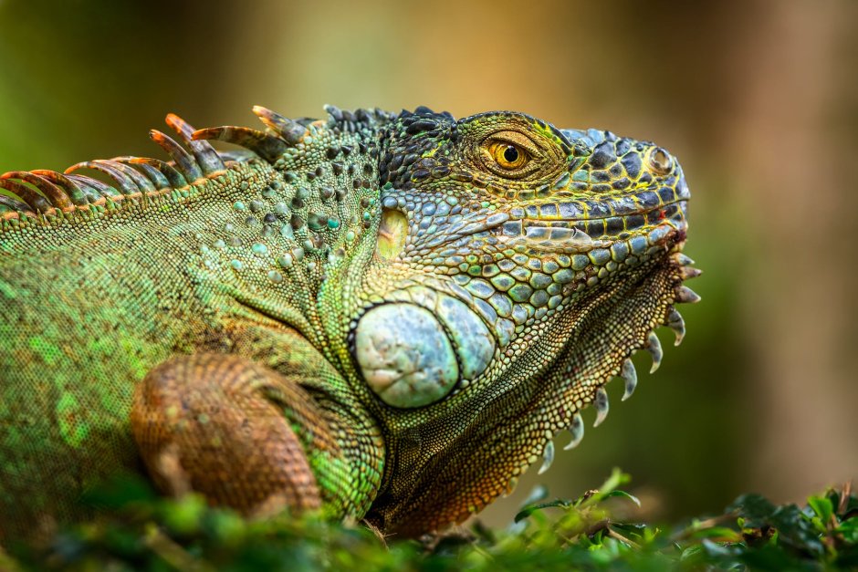 Игуана обыкновенная ( Iguana Iguana)