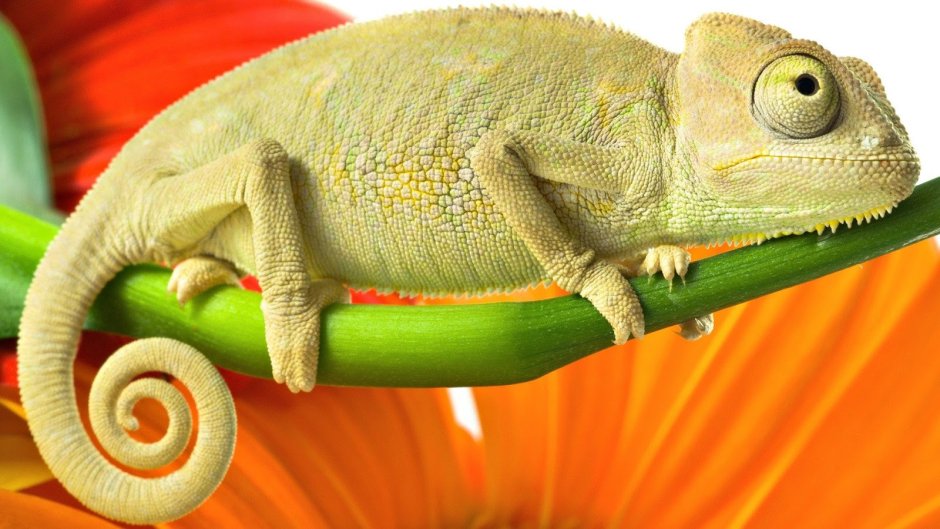 Игуана красная (Iguana Iguana)