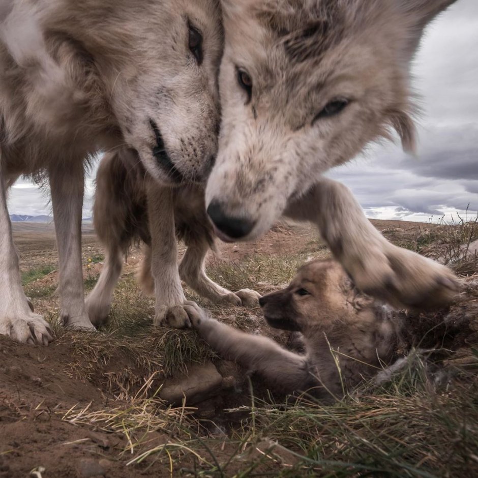 Furry Wolf