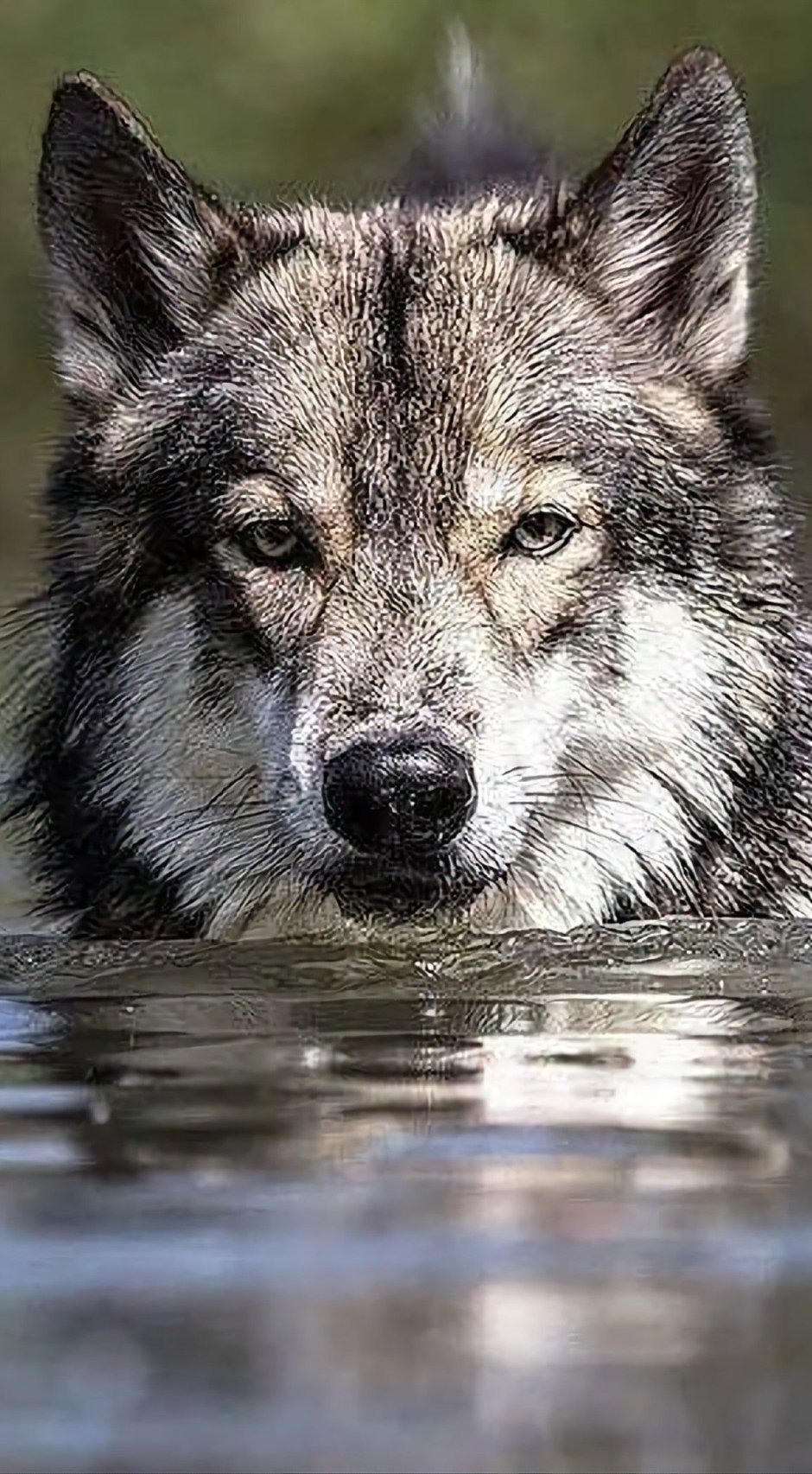 Волки любовь