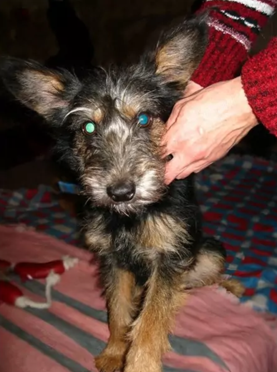 Йоркширский.терьер метис дворняжка