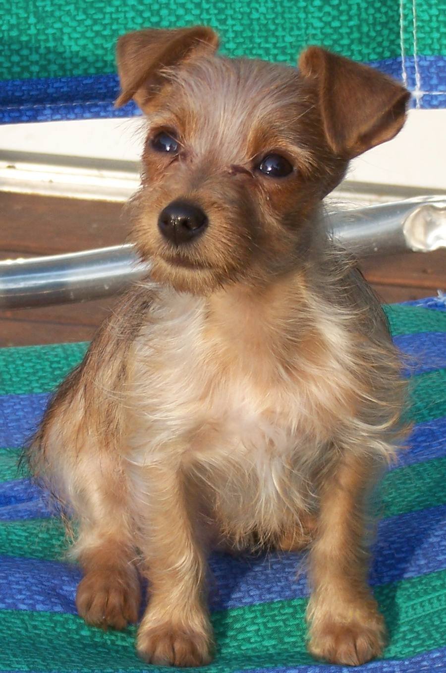 Метис карликового пинчера и Йорка