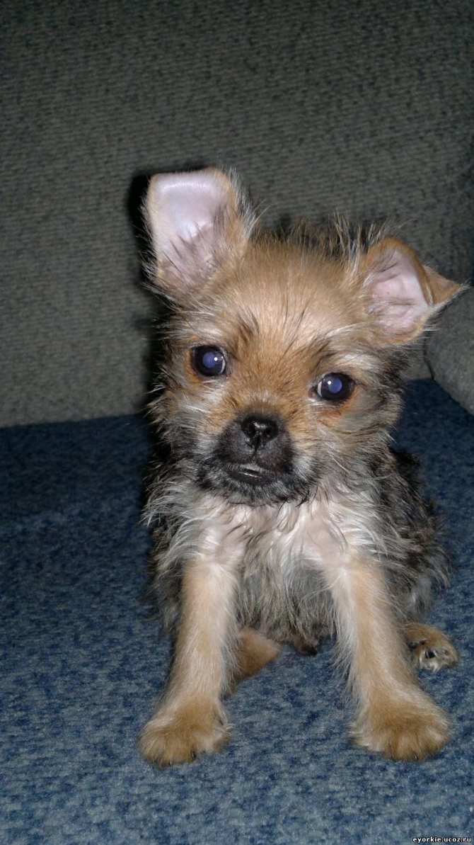 Метис чихуахуа и йоркширского терьера