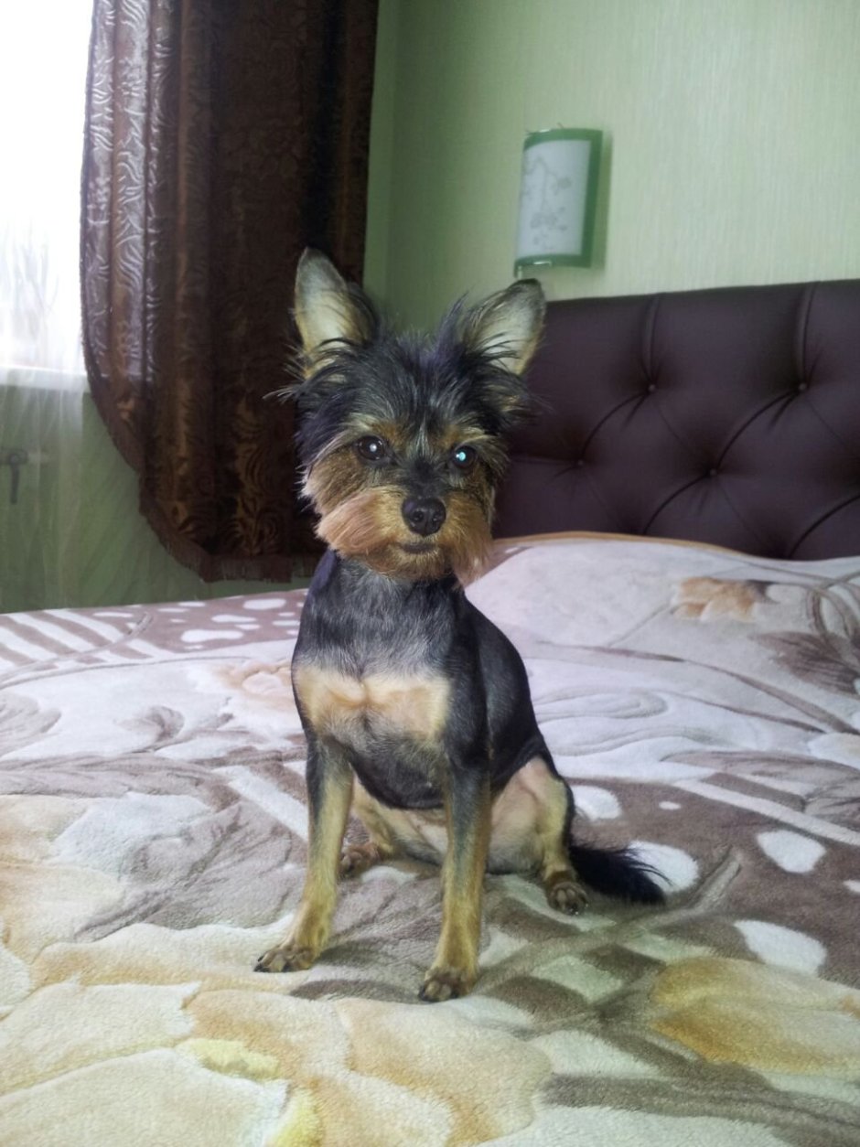 Йоркширский терьер метис