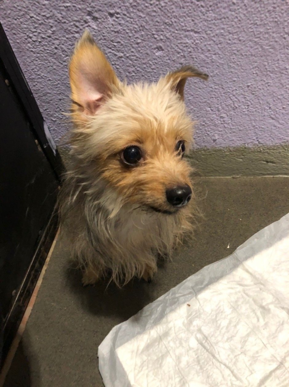 Метис Йорка