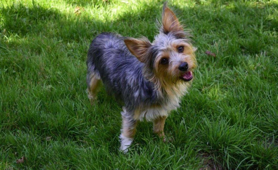 Йоркширский терьер помесь