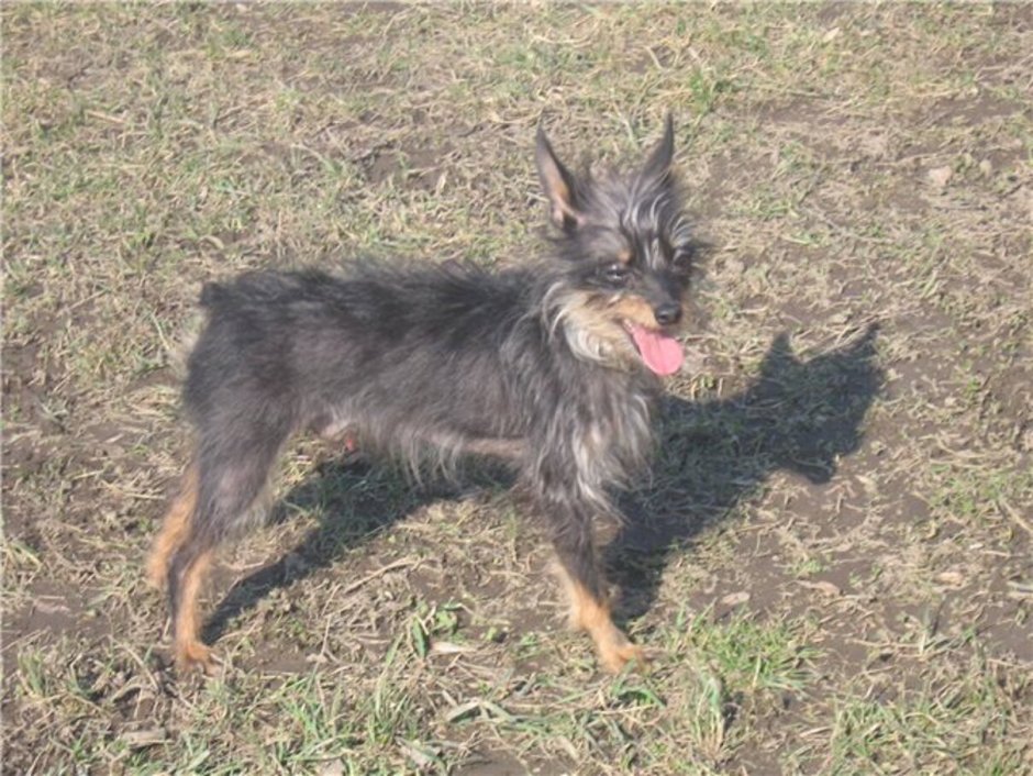 Помесь Йорка и той терьера