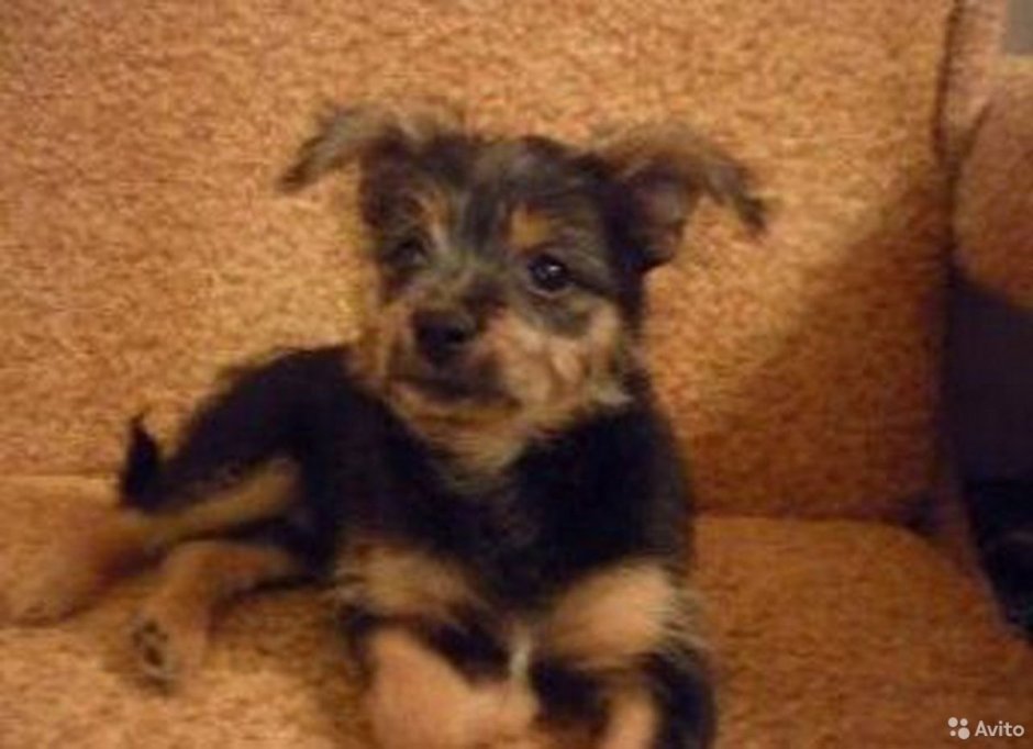 Метис той терьера и йоркширского терьера 3 месяца
