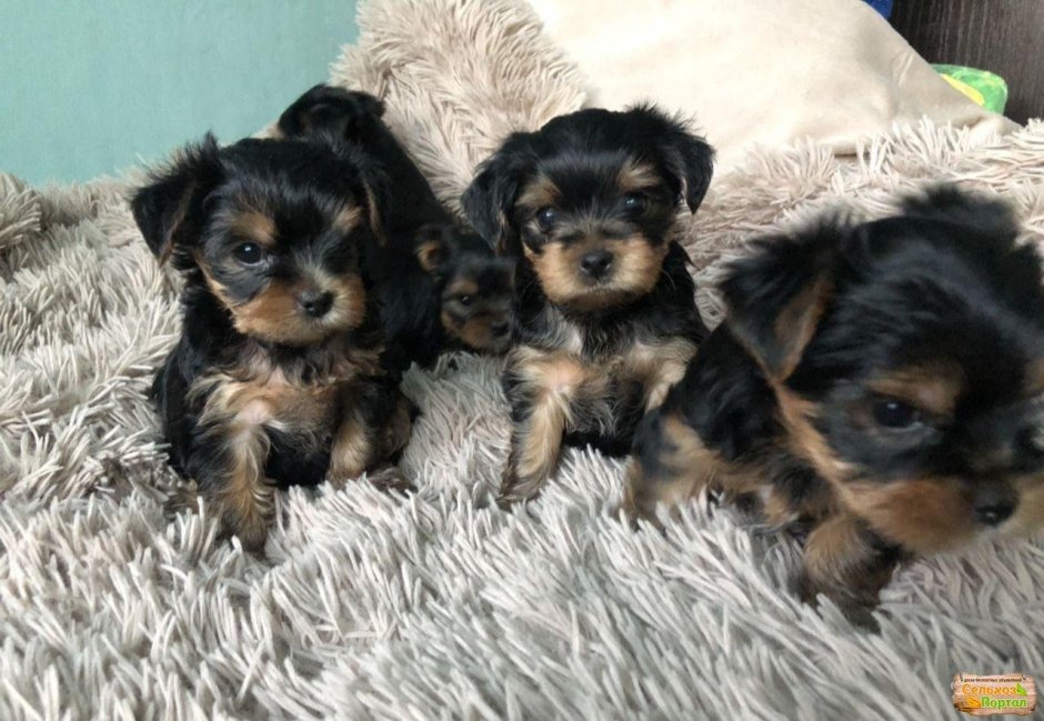 Метис Йорка и той терьера