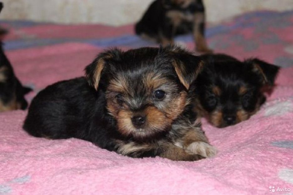 Метис йоркширского терьера и той терьера