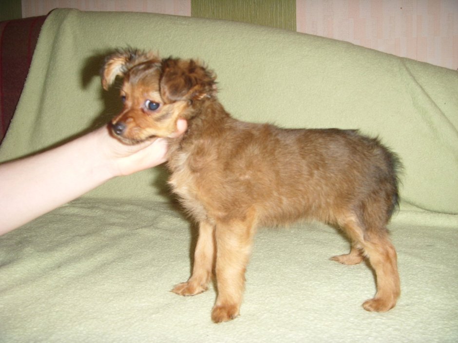 Метис пекинеса и той терьера