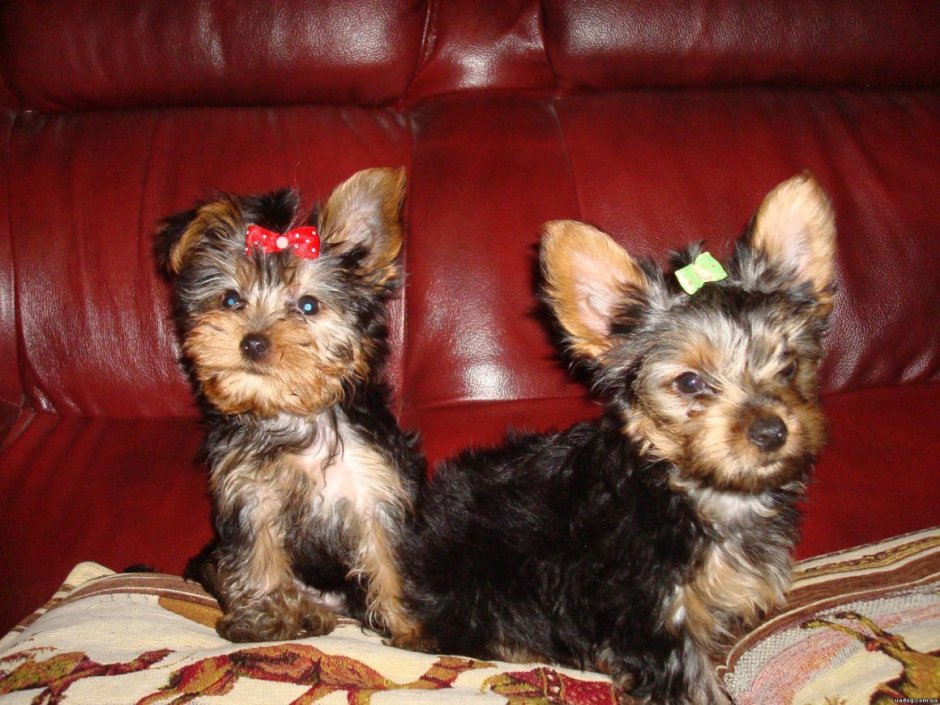 Йоркширский тойтерьер