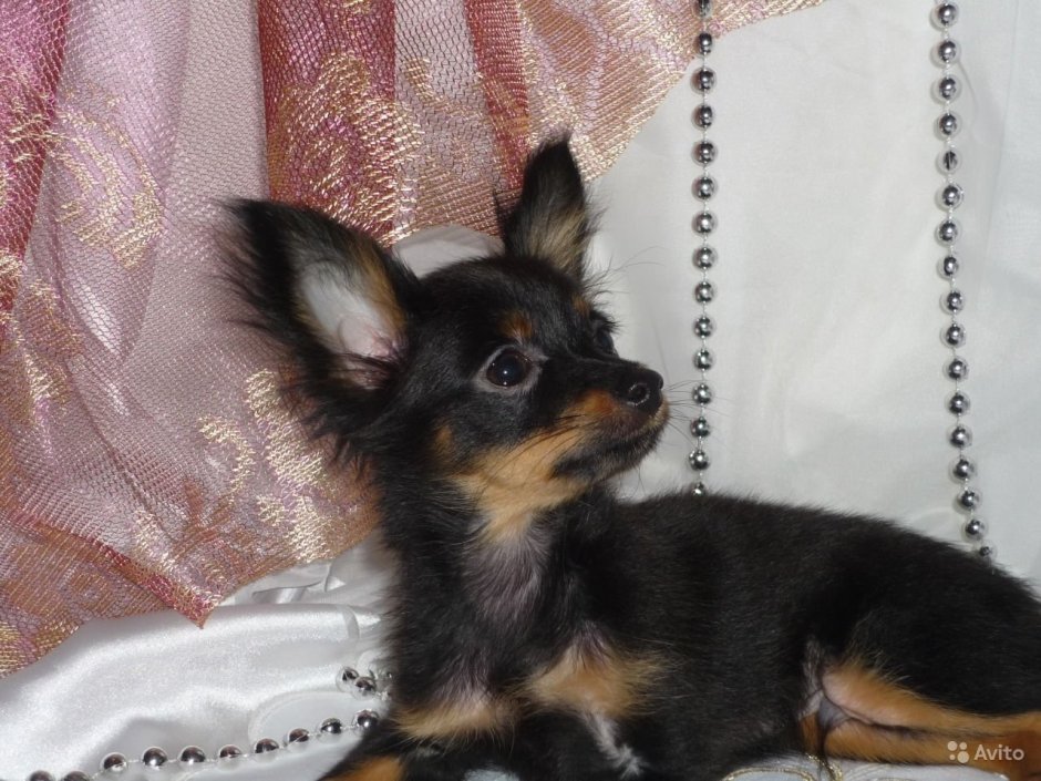 Метис тоя и Йорка