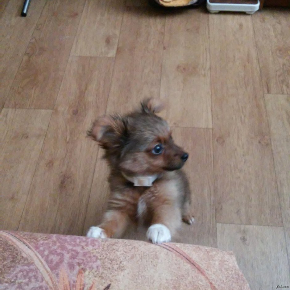 Метис чихуахуа и йоркширского терьера 1,5 месяцев