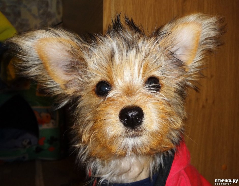 Метис Йорка