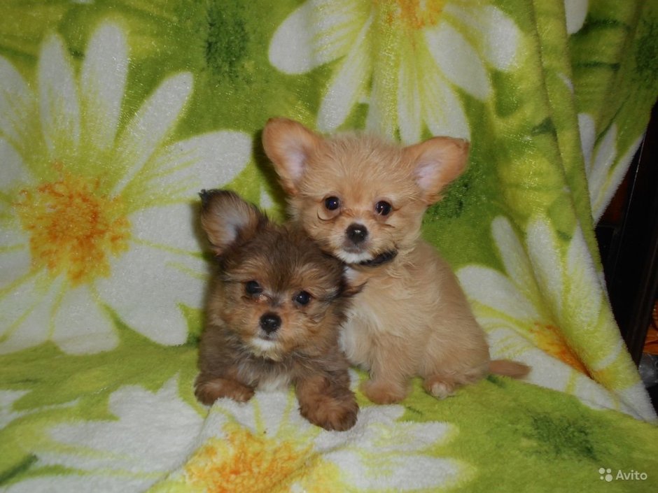 Метис шпица и Болонки