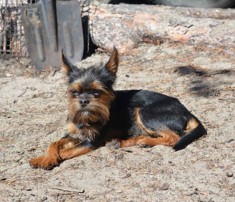 Йоркширский терьер подпалый