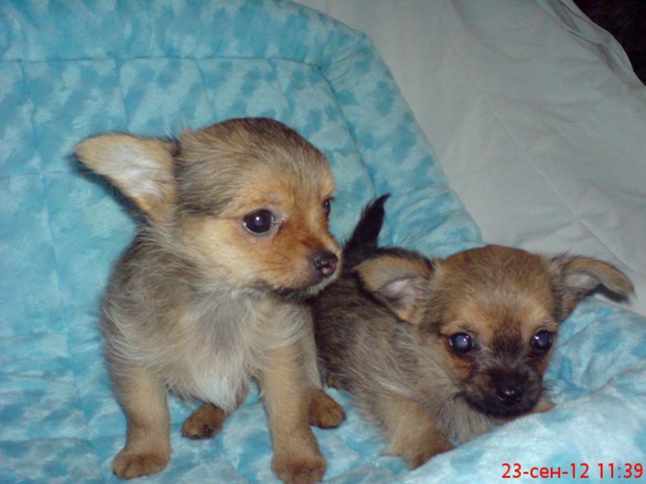 Метис тоя и чихуахуа