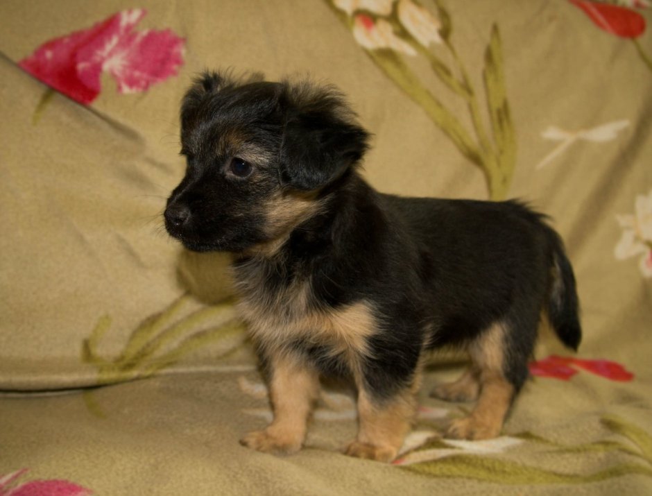 Метис шпица Боня