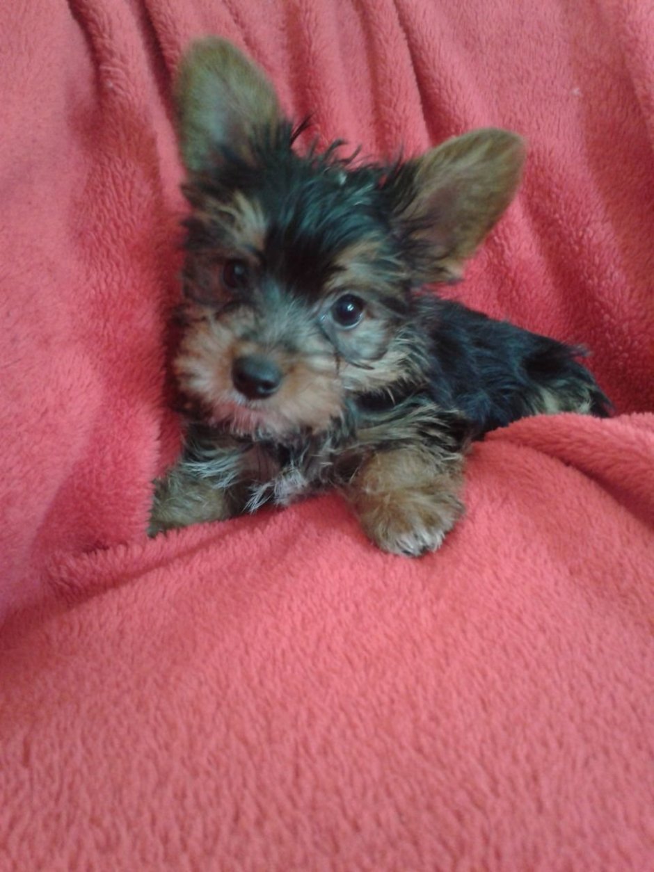 Йоркширский терьер метис