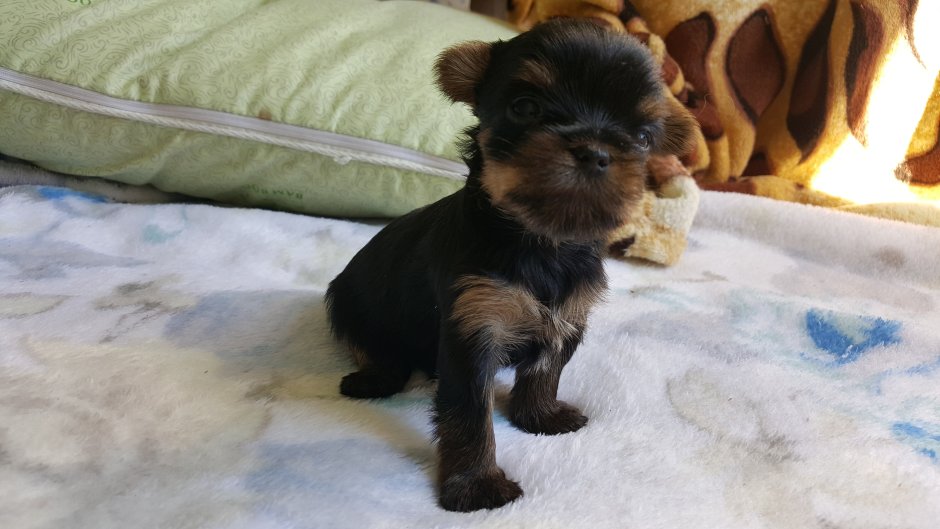 Йоркширский терьер