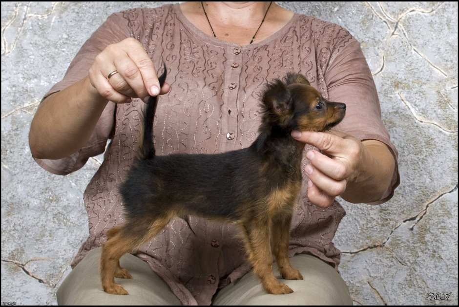 Метис той терьера и дворняжки