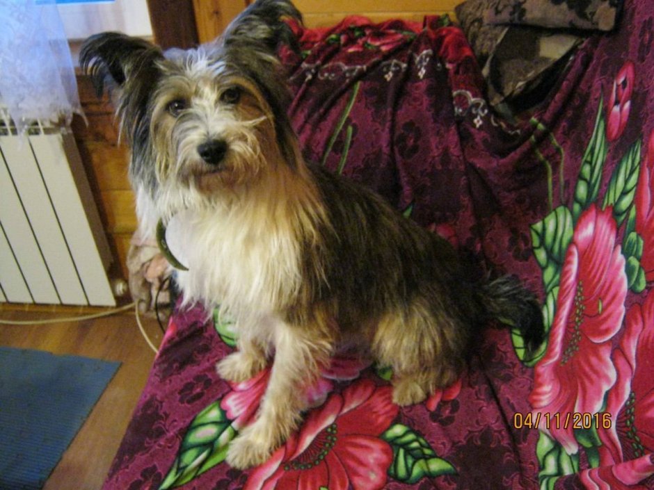 Помесь Йорка и таксы