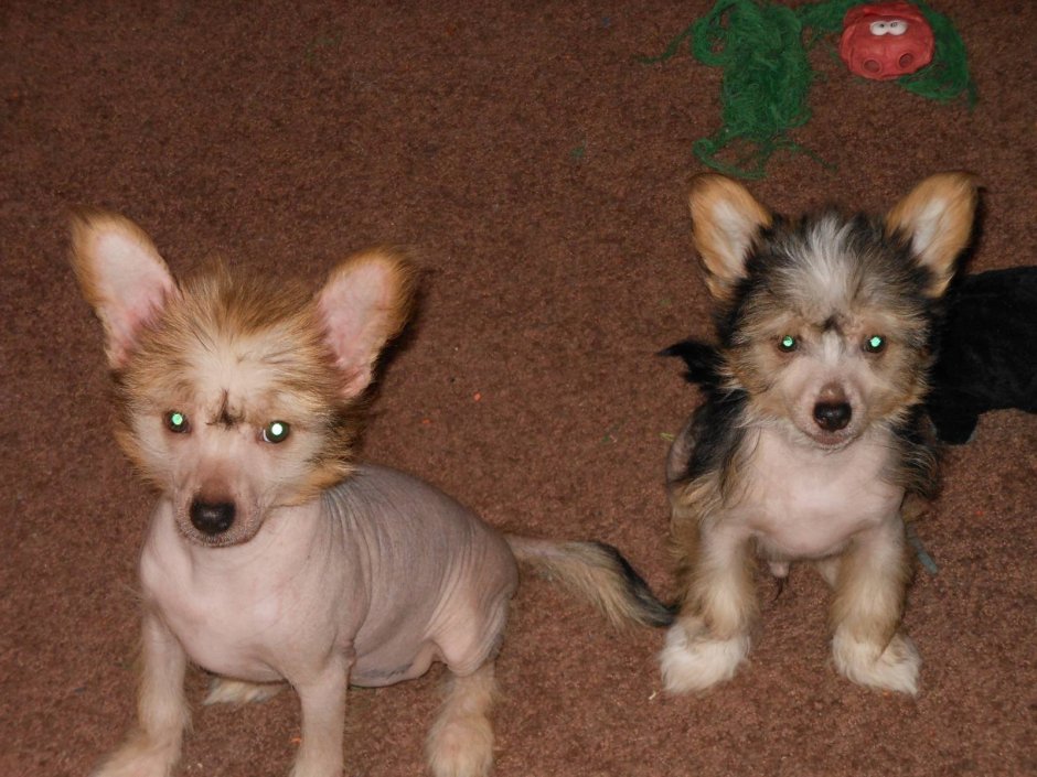Смесь китайской хохлатой и чихуахуа