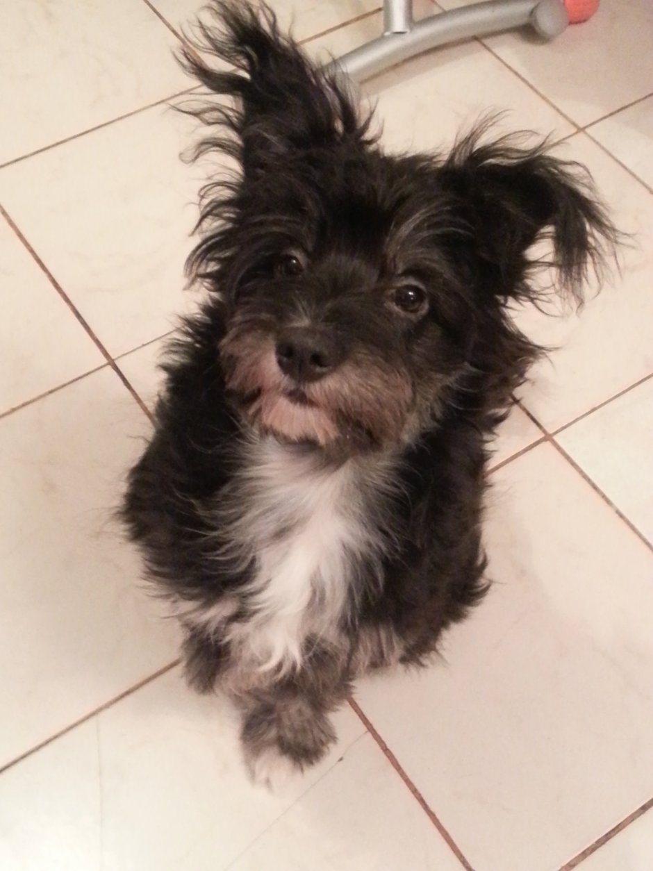 Черная болонка терьер