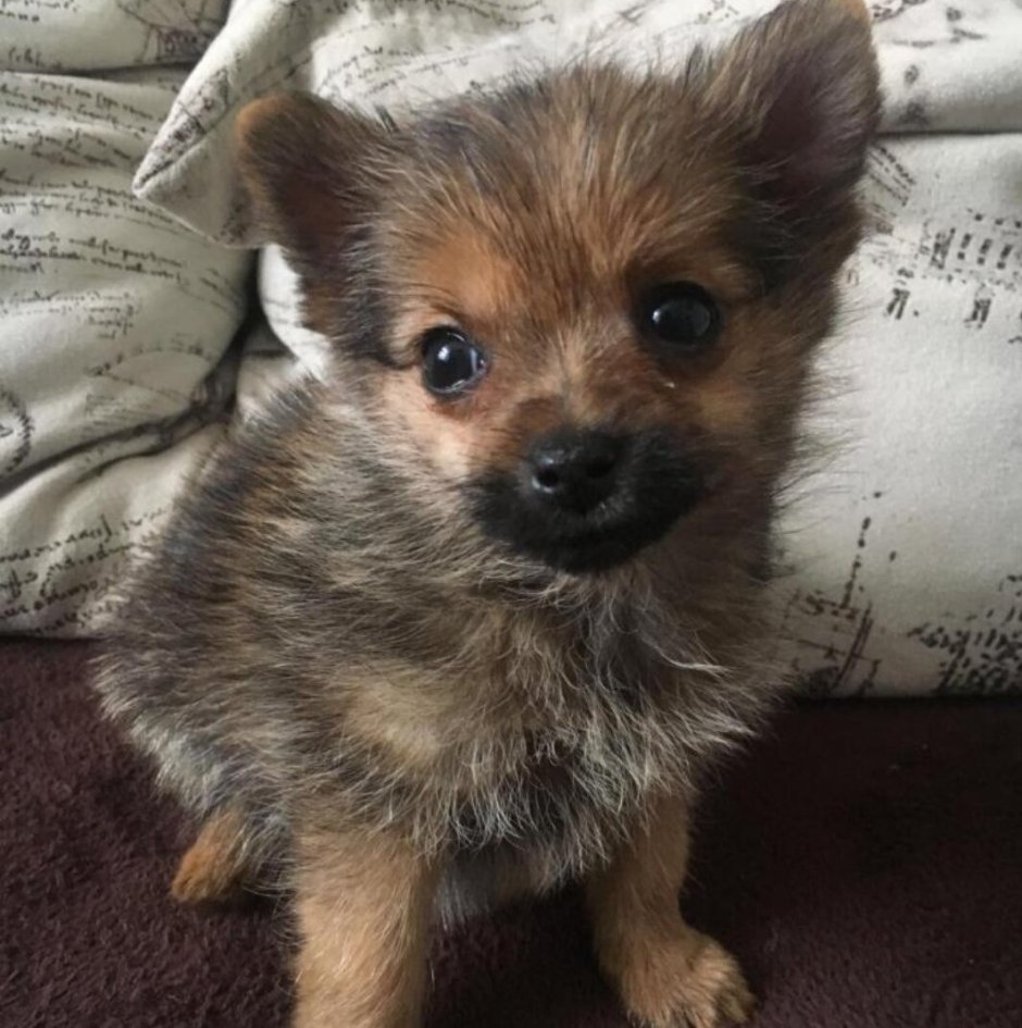 Метис Йорка и шпица черный