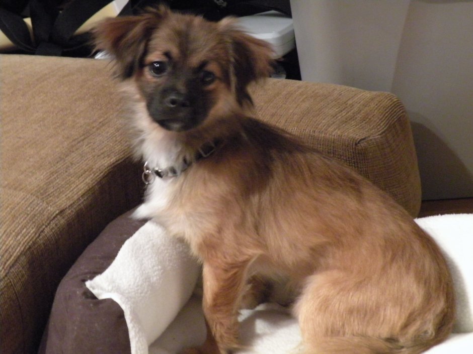 Помесь Йорка и пекинеса