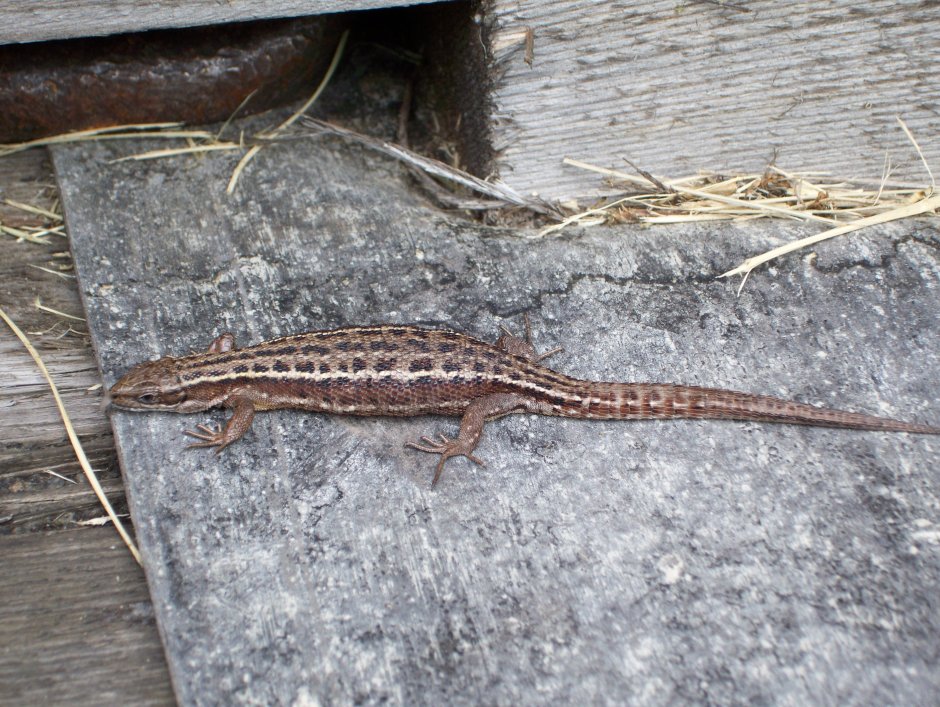 Прыткая ящерица Lacerta Agilis