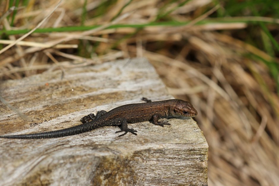 Lacerta Agilis Linnaeus